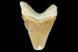 Serrated, Fossil Megalodon Tooth - Bone Valley, Florida #145103-1